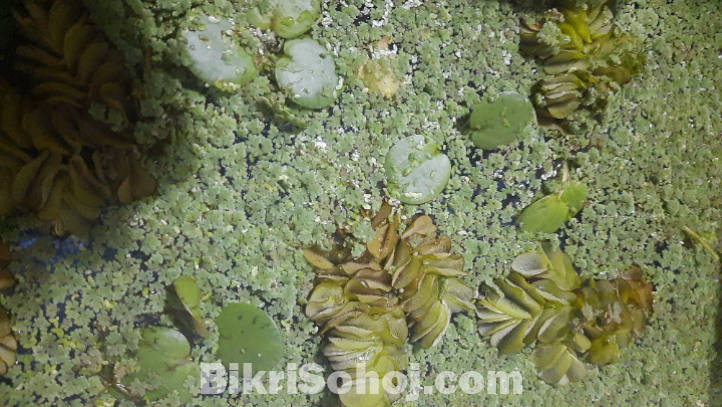 Aquatic plant